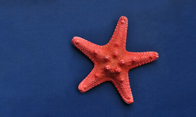 Fototapeta na wymiar A starfish on a dark blue background. Leather background. Pink and blue colors