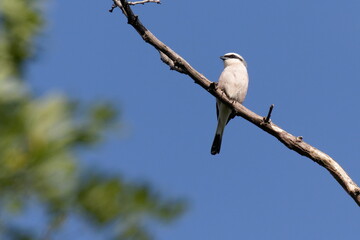 Red-backed shrike. A small songbird sits on a dry branch against the blue sky. Natural habitat. Wildlife. Ukraine.