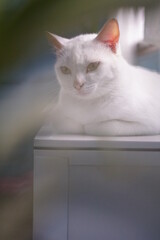 A white cat sleeps on a table with trees behind.