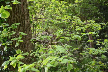 Fototapeta na wymiar Squirrel in a tree