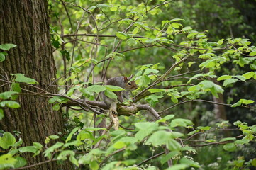 Squirrel in a tree