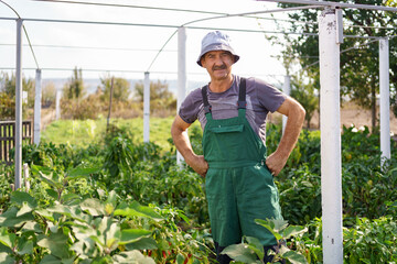 Portrait of mature man picking vegetable from backyard garden. Proud Caucasian man farmer...