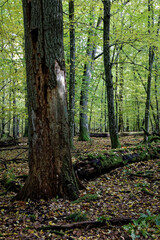 Growing and fallen trees in nature reserve. Primeval forest. Autumn season. Bory Tucholskie, Poland, Europe.