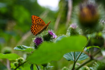 A silver-washed fritillary (Argynnis paphia) collecting nectar of a pink blooming thistle.