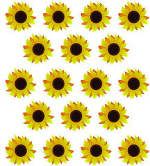 Sunflower pattern on white background in vector. gradient sunflower for banner, greeting card, site, background
