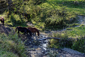 Horses passing water stream in Beskid Niski mountains area in Poland, Europe. Hucul horse breed.
