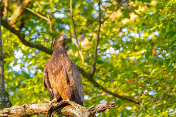 Immature Golden Eagle (Aquila chrysaetos) perched on a dead tree limb during golden hour with tree foliage in the background. Selective focus, background blur and foreground blur
