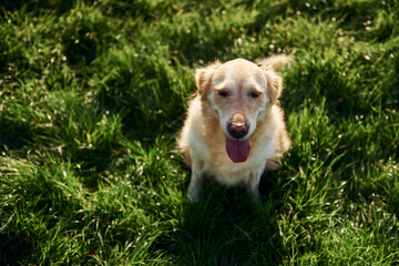 Top view. Beautiful Golden Retriever dog have a walk outdoors in the park