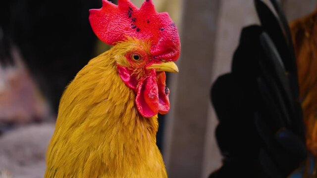 Close up of rooster head on a farm on the country side