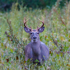 Naklejka na ściany i meble White-tailed Buck (Odocoileus virginianus) in a field during early autumn. Selective focus, background and foreground blur 