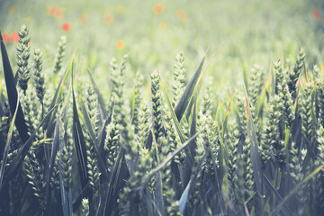 Close up green wheat field scenery beautiful spring nature background.