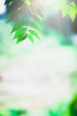 Fototapeta na wymiar Blurred fresh green leaves in the garden, Beautiful nature background.