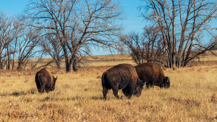 buffalo in the field