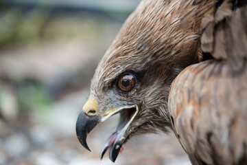 Eagle's head with open beak close-up in profile. The concept of wild animals.
