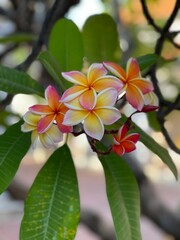 frangipani plumeria flower