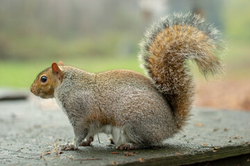 Squirrel in the foreground in the park