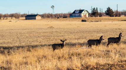 Deer in field