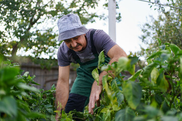 Fototapeta premium Portrait of smiling mature man picking vegetable from backyard garden. Proud Caucasian man farmer harvesting vegetables.