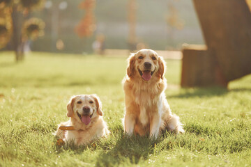 Two beautiful Golden Retriever dogs have a walk outdoors in the park together