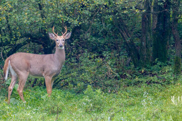 White-tailed Buck (Odocoileus virginianus) in a field during early autumn. Selective focus, background and foreground blur
