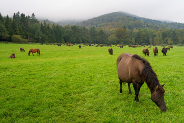 Fototapeta na wymiar Big herd of bay horses grazing grass on meadow pasture in wild Beskid Niski mountains area. Cloudy sky.