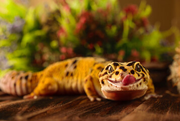 The leopard gecko is smiling and shows tongue