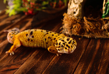 Leopard gecko in a fighting pose looking at the camera