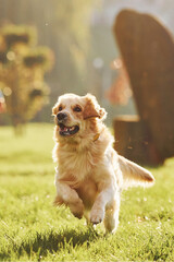 Photo in motion, running. Beautiful Golden Retriever dog have a walk outdoors in the park