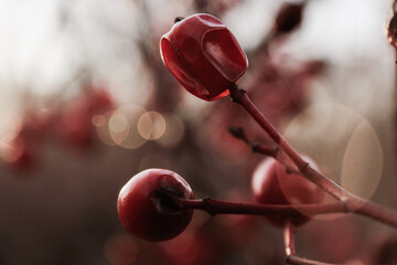 red rose buds