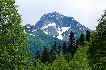 Abkhazia. Mountain landscape. Rocky mountain tops covered with snow. Trees grow around the mountains.