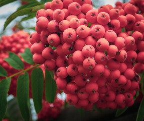 Rowan berry