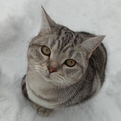 Fototapeta premium A grey British cat with yellow-green eyes sits in the snow.