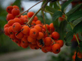 Rowan berry