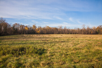 autumn forest in the morning