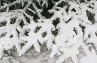 Winter in the country. Fir trees in the snow. White background