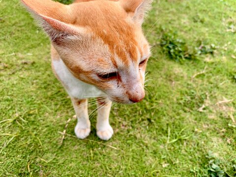 Close up view of an orange cat in the yard