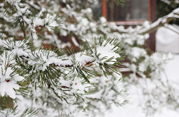 Naklejka na ściany i meble Winter in the country. Fir trees in the snow. White background