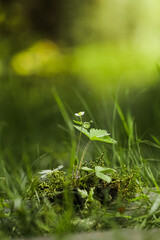 A young plant wild strawberries growing among the moss in the forest. Forest conservation concept