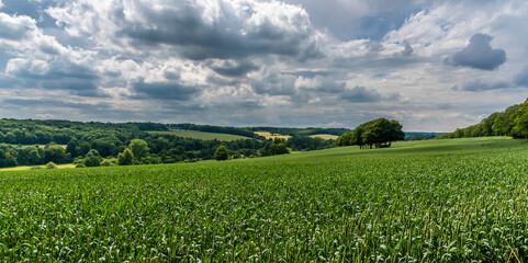 A wheat field leading down to the River Chess near Latimer, UK