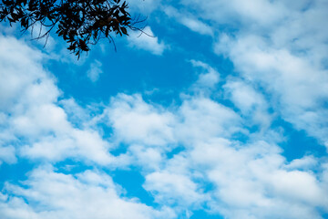 The branch with cloudy blue sky in the morning.