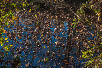 water drops on the leaves