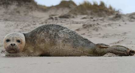 Fototapeta premium seal lying on the beach