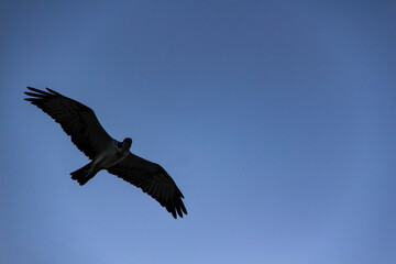 The eagle flying against blue sky. The bird isolated silhouette in the sky