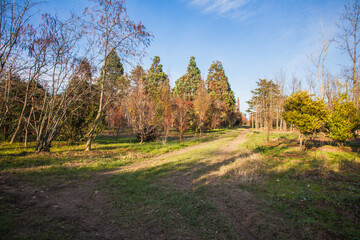 autumn in the forest