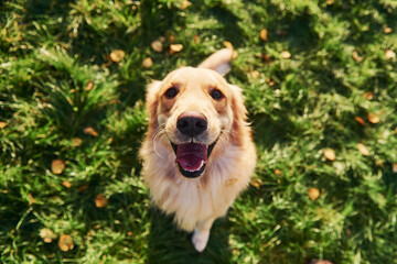 Standing on the legs. Beautiful Golden Retriever dog have a walk outdoors in the park