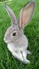 The gray rabbit with long ears and brown eyes stands on its hind legs on the green grass. Small pets in the garden in summer.