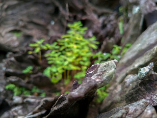 a bush growing in the middle of the old wood