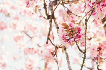 Fresh sakura tree branch with flowers on a blurred background. Pink pastel floral backdrop. Spring concept, sunny day. Close up, soft selective focus, copy space