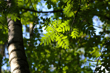 Fresh green leaves of rowan tree lit by the sun