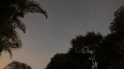 palm trees at night